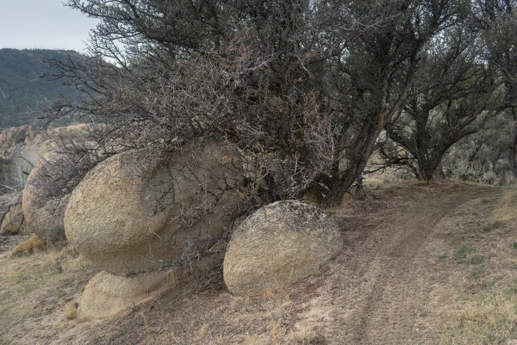 Dragon eggs