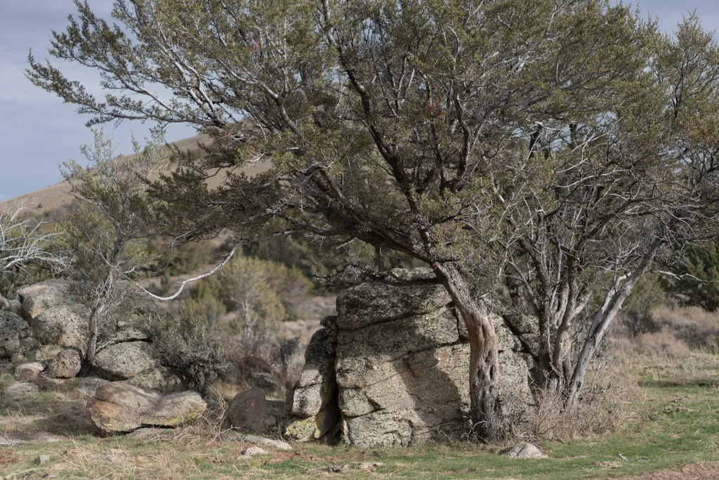 Brush is big and trees are small