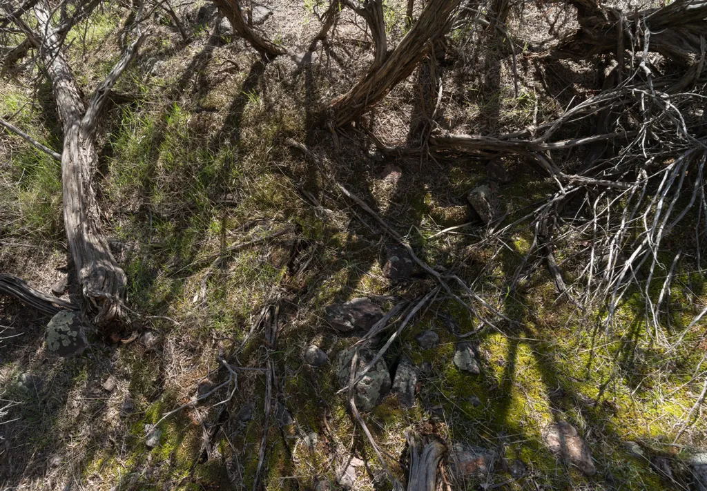 Shadow branching