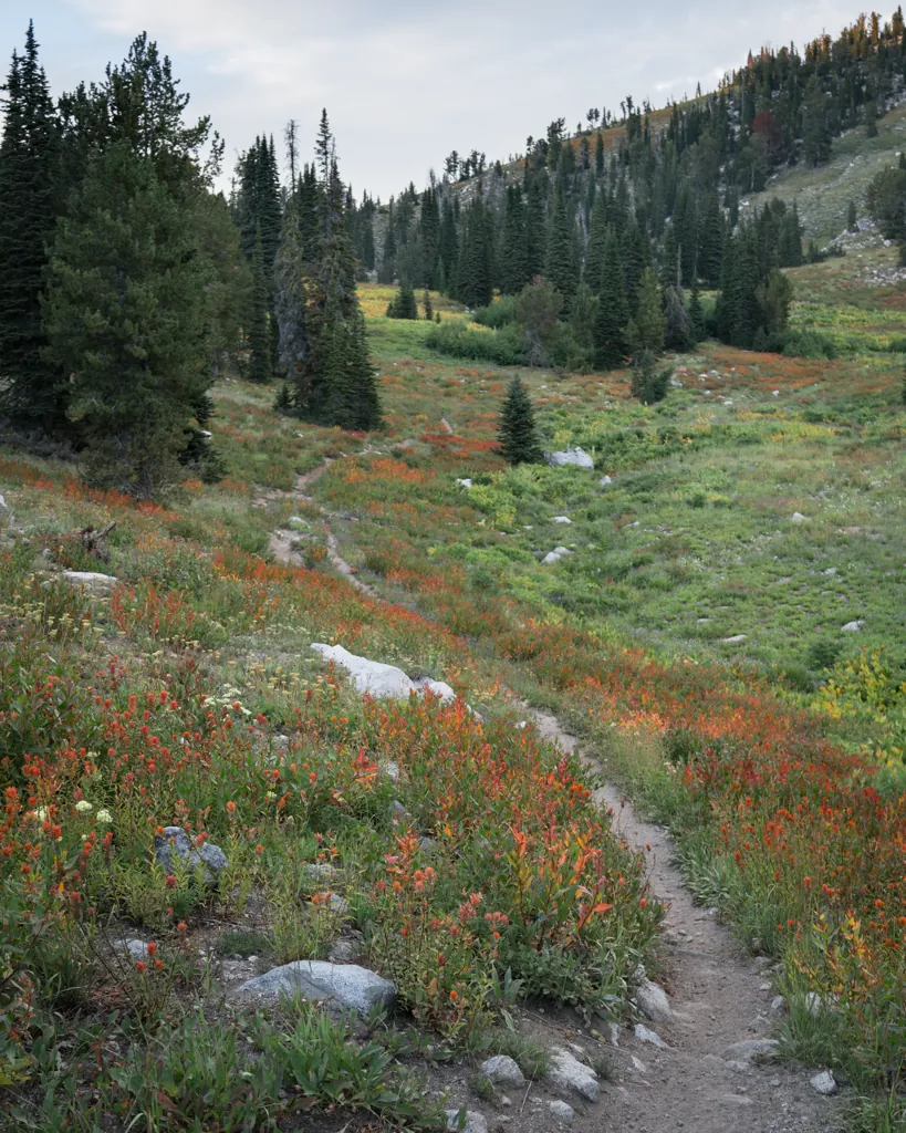 High meadow