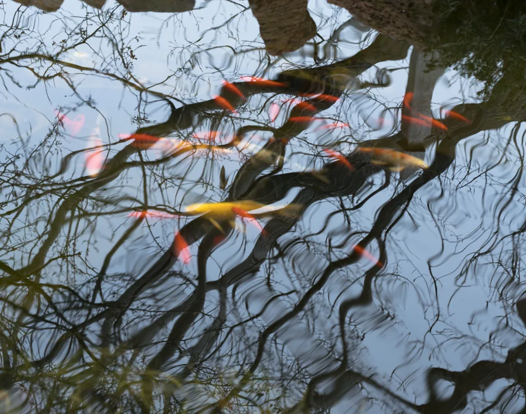 Sky fish