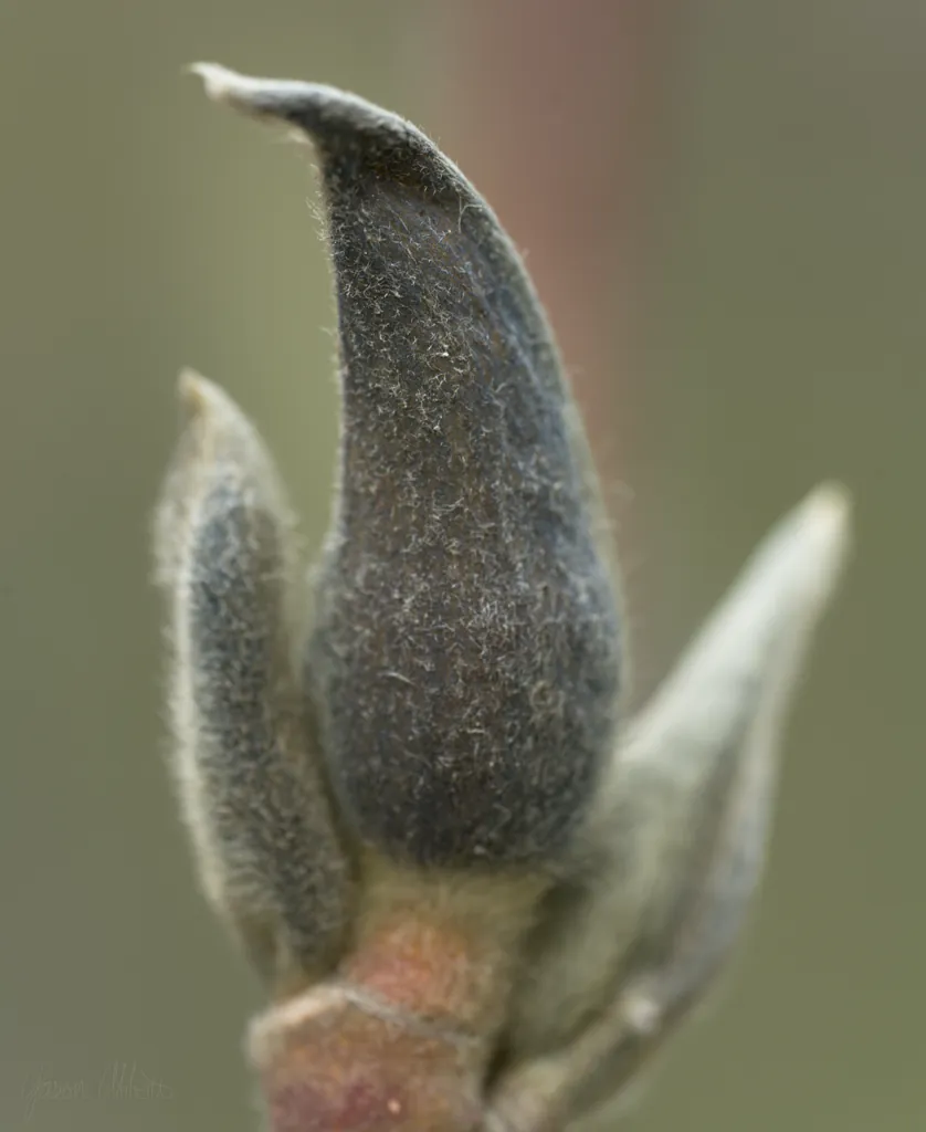 Almost magnolia