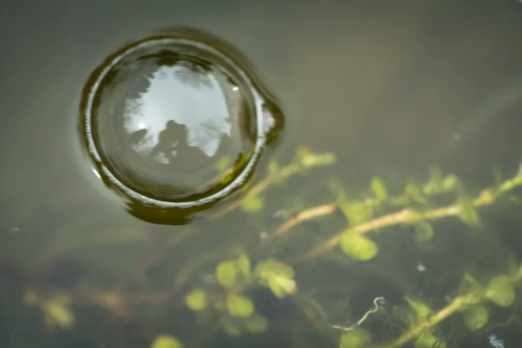 Filter bubble
