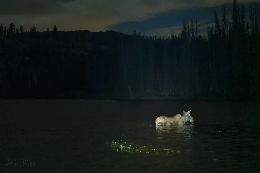Stealth moose