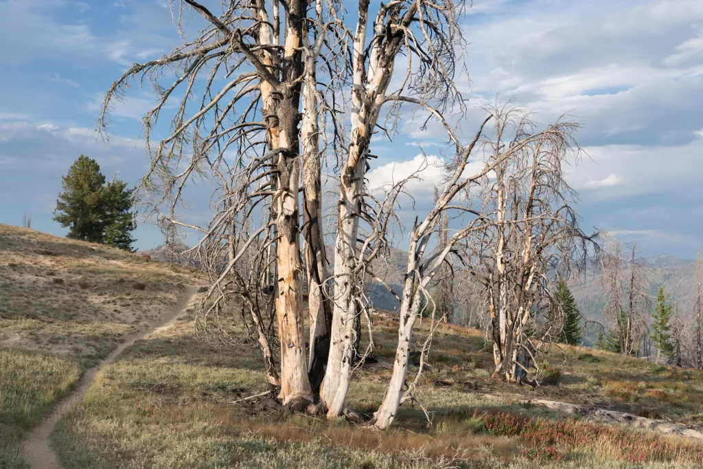 White wood