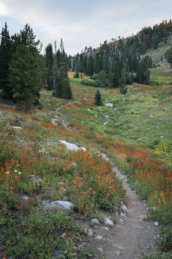 High meadow
