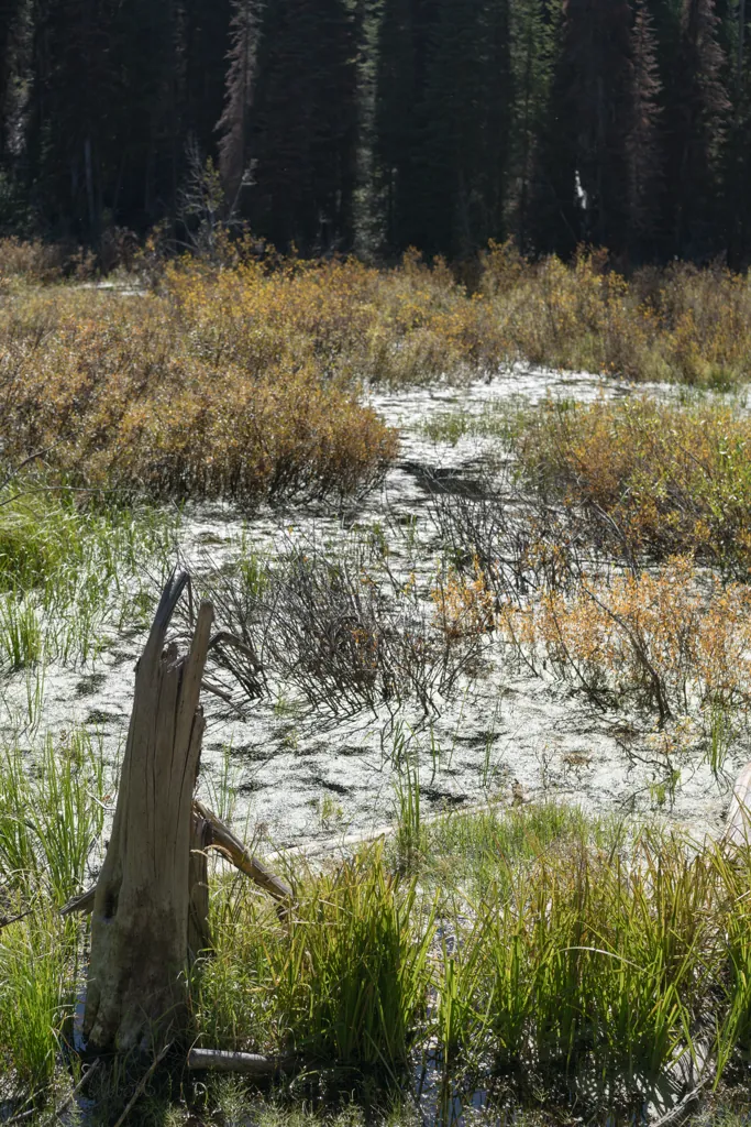 Bog