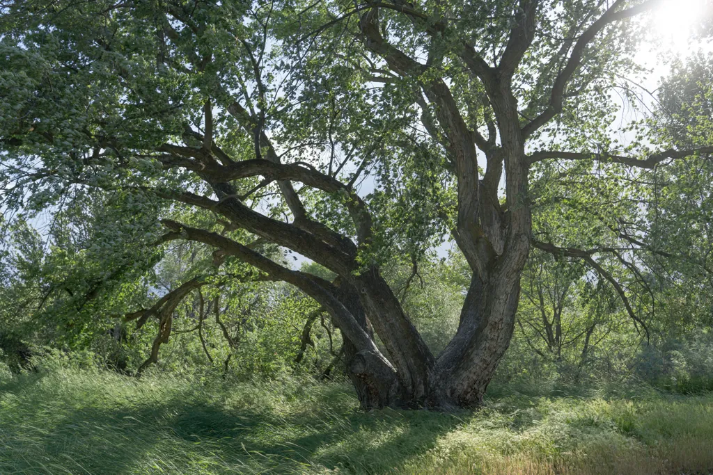 Undisturbed