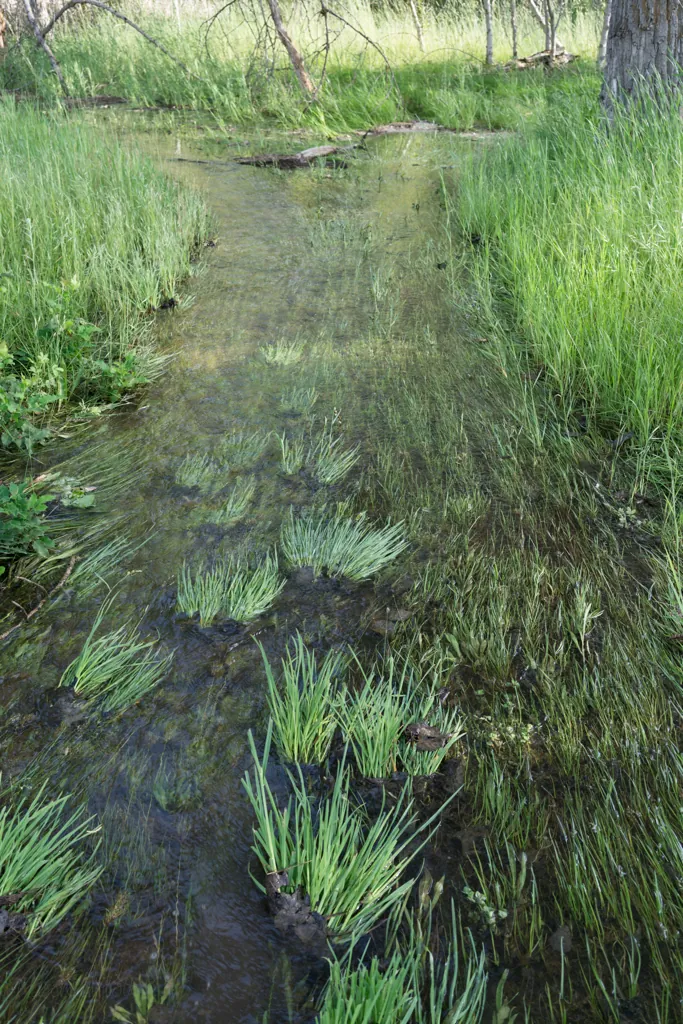 Canal