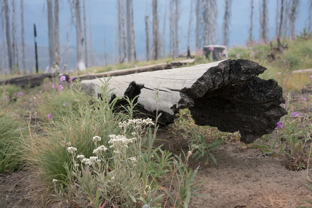 Remains
