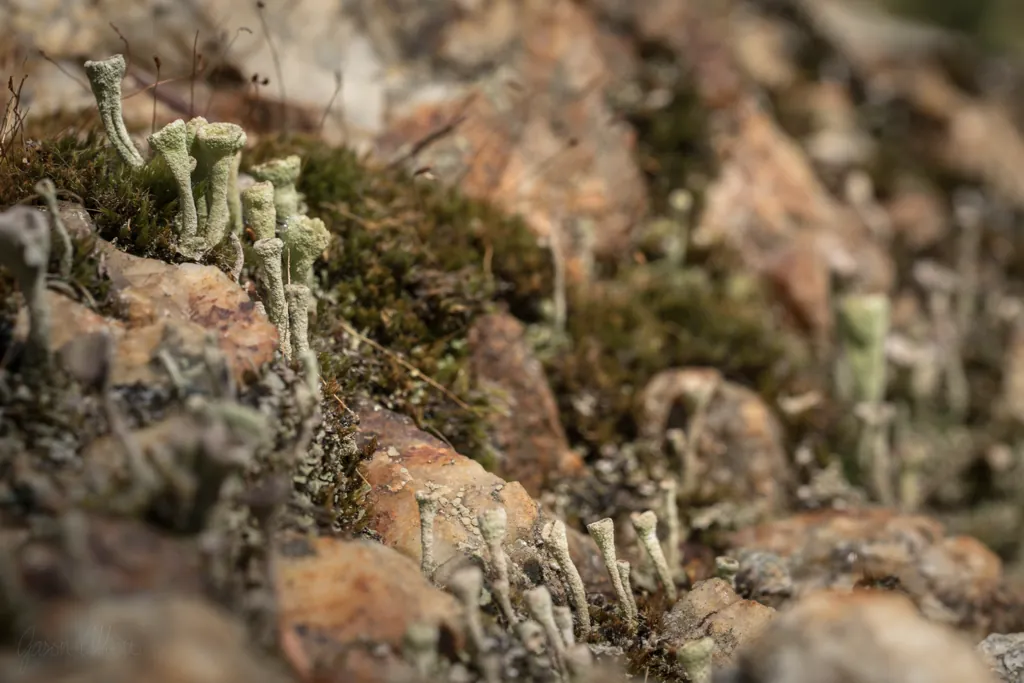 Trumpets