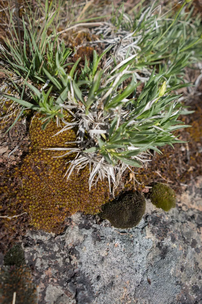 Scale