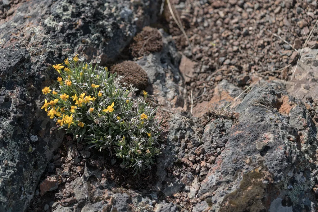 Rock garden