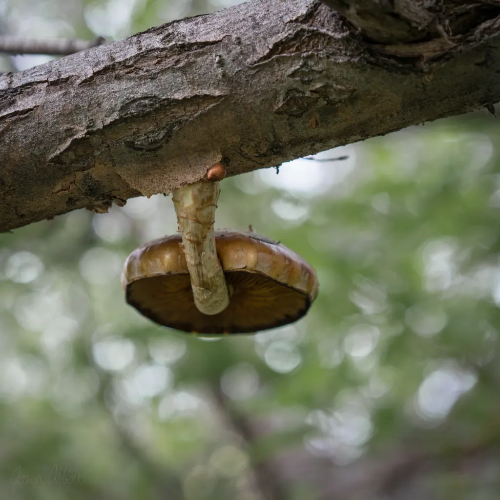 Shrooms