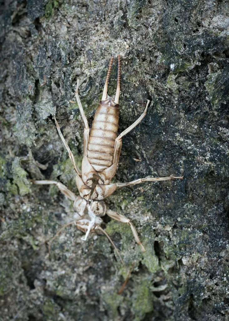 Stonefly