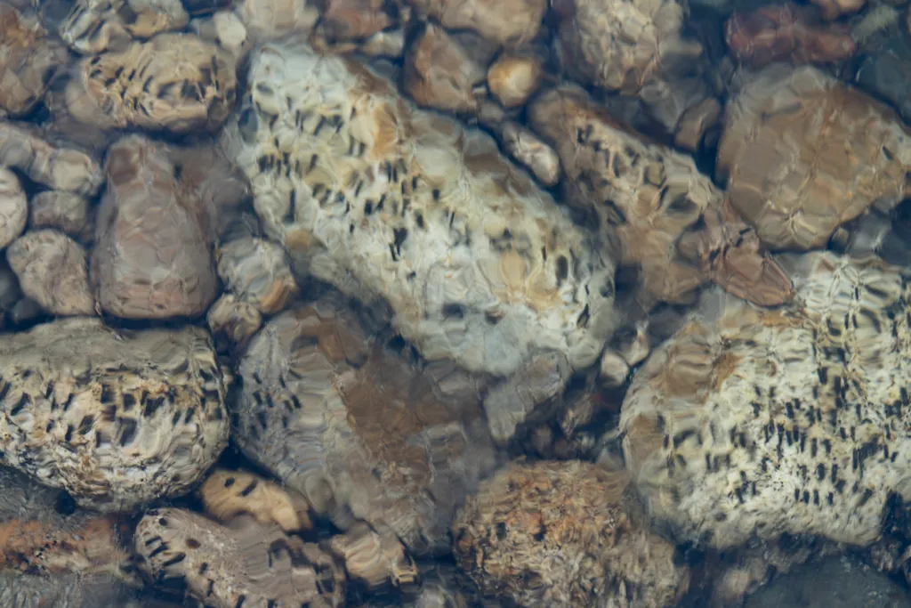 Caddisflies