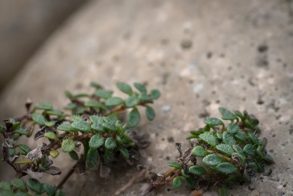 Hairy herbs