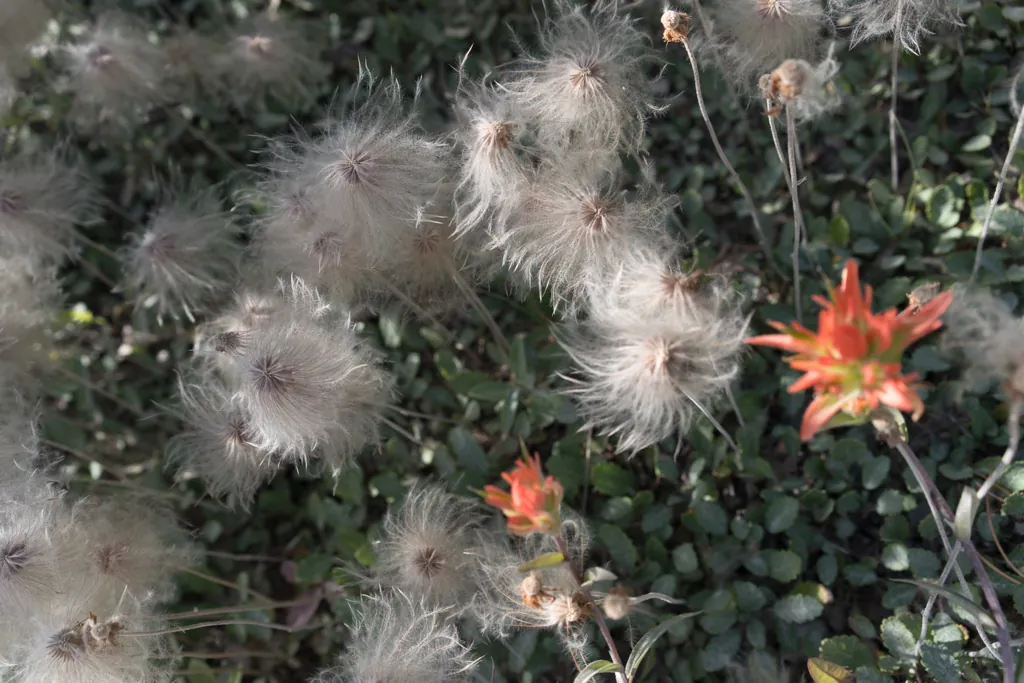 Paintbrush