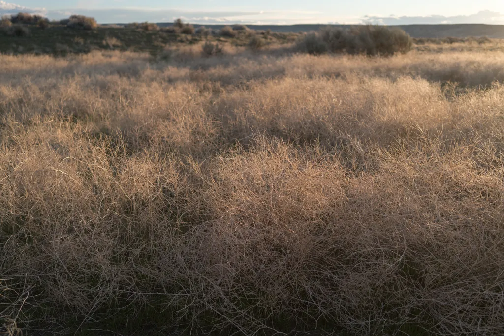 Amber waves of weeds