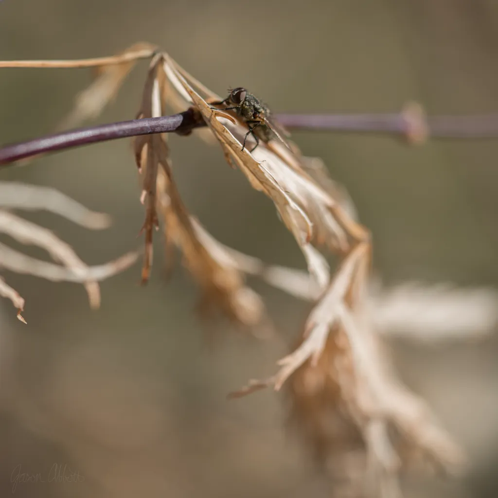 First bug of 2019