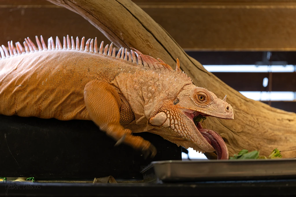 Gojira