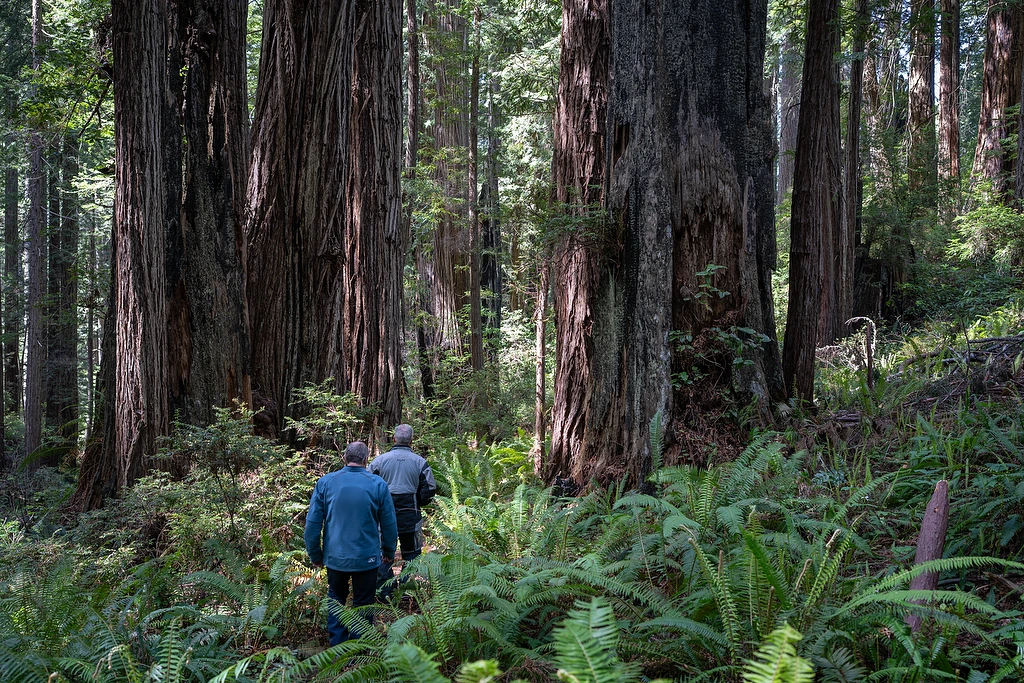 Walk with giants